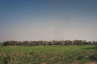 Scenic view of field against clear sky