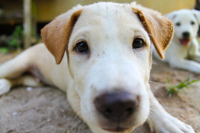 Close-up portrait of dog sticking out tongue outdoors