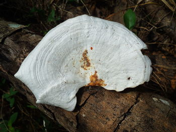 Close-up of mushroom growing on field
