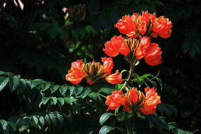 Close-up of red flowering plant