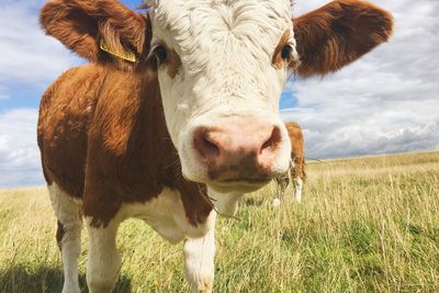 Portrait of cow standing on field against sky