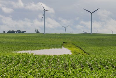 Flooded sediment basin in a corn field.