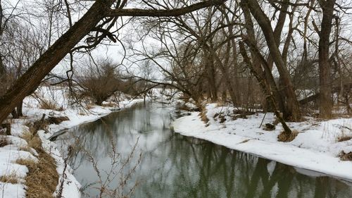 Frozen river amidst trees during winter