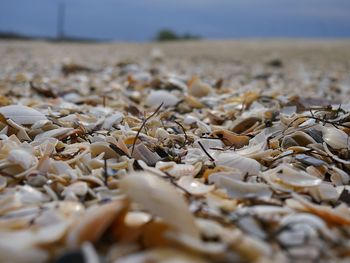 Surface level of seashells at beach