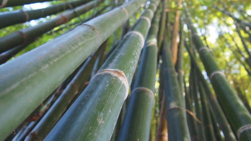 Close-up of bamboo plant