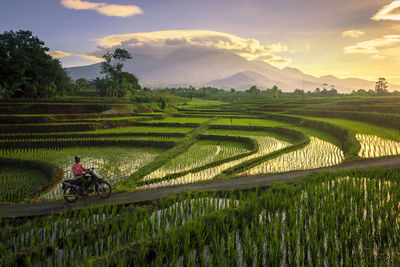 Morning activities in the countryside and rice fields
