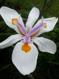 Close-up of white crocus blooming outdoors