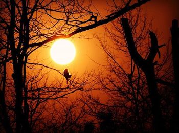 Silhouette of bare trees at sunset