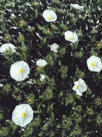 White flowers blooming outdoors