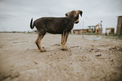 Side view of dog standing on land