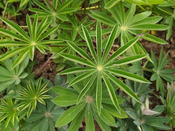 High angle view of green plant on field