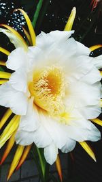 Close-up of white flower blooming outdoors