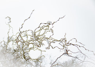 Low angle view of bare tree against clear sky