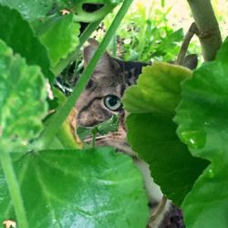 Close-up of cat on plant