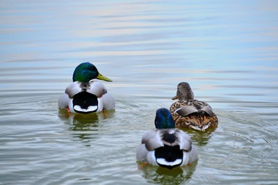Three ducks swimming in lake
