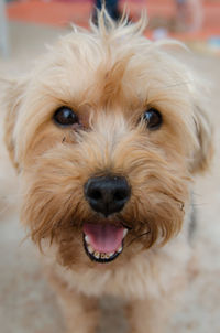 Close-up portrait of dog sticking out tongue