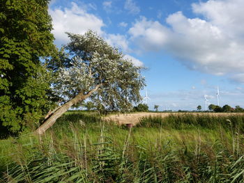 Trees on field against sky