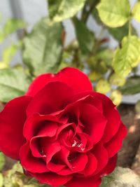 Close-up of red rose blooming outdoors