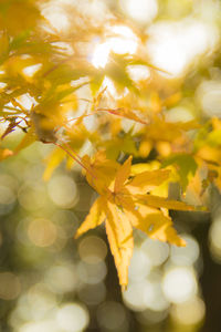 Close-up of yellow flowering plant