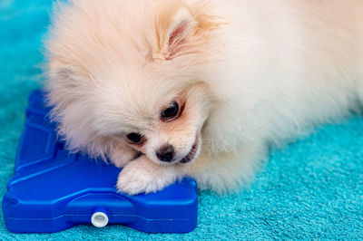 Close-up of a white dog