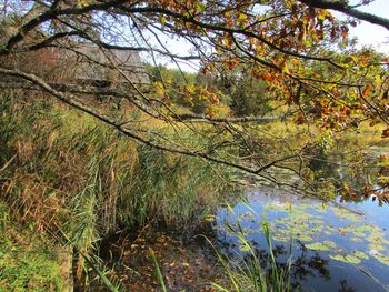Scenic view of lake in forest during autumn