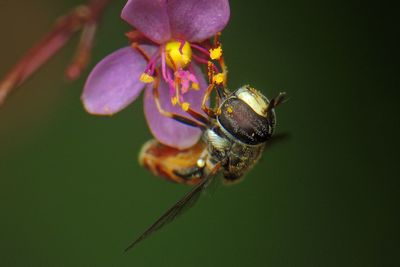 Close-up of flowers