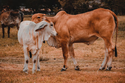 Farm cows living in grasslands. livestock farming in thailand