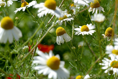 Close-up of fresh white daisy flowers