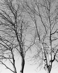 Low angle view of bare trees against sky