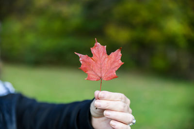 Person holding maple leaf during autumn