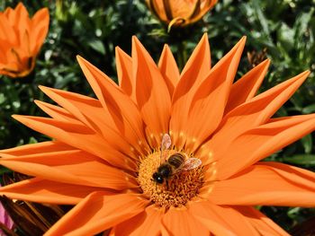 Close-up of orange flower