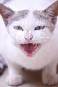 Close-up portrait of white cat meowing