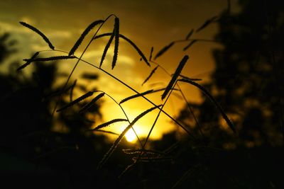 Close-up of silhouette plant on field against sky during sunset