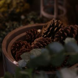 Close-up of pine cone on potted plant