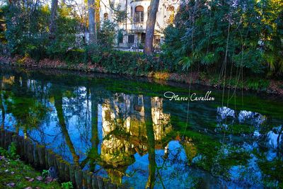 Reflection of trees in water