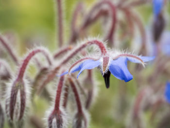 Close-up of purple flowering plant