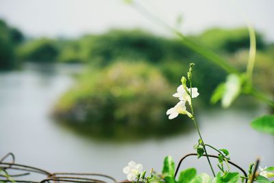 Close-up of white flowering plant against blurred background