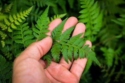 Close-up of hand touching fern leaf