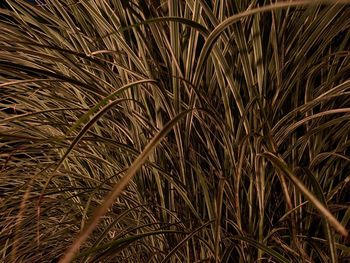 Full frame shot of plants on field