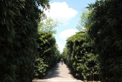 Rear view of man walking amidst trees against sky