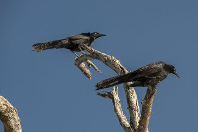 Low angle view of birds perching on branch against sky