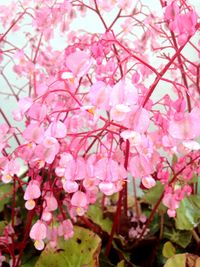 Close-up of pink flowers