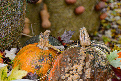 Close-up of pumpkins on field