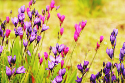 Close-up of purple flowering plants on field