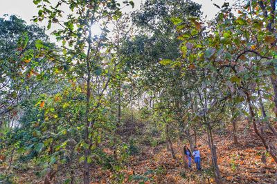 Trees in forest