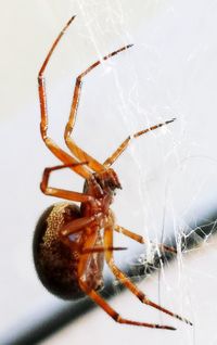 Close-up of spider