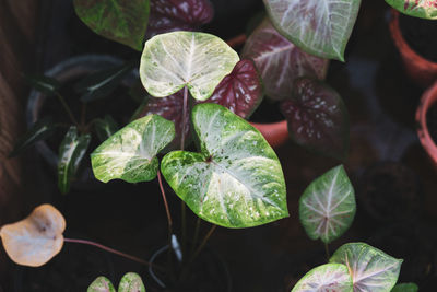 High angle view of leaves