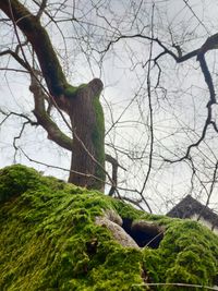 Low angle view of bare tree in forest