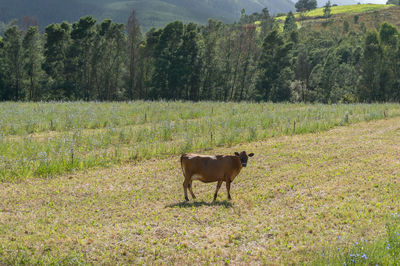 Cow standing in field