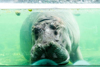 Close-up of turtle in sea